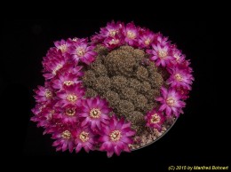 Sulcorebutia steinbachii v. taratensis WR671 2033